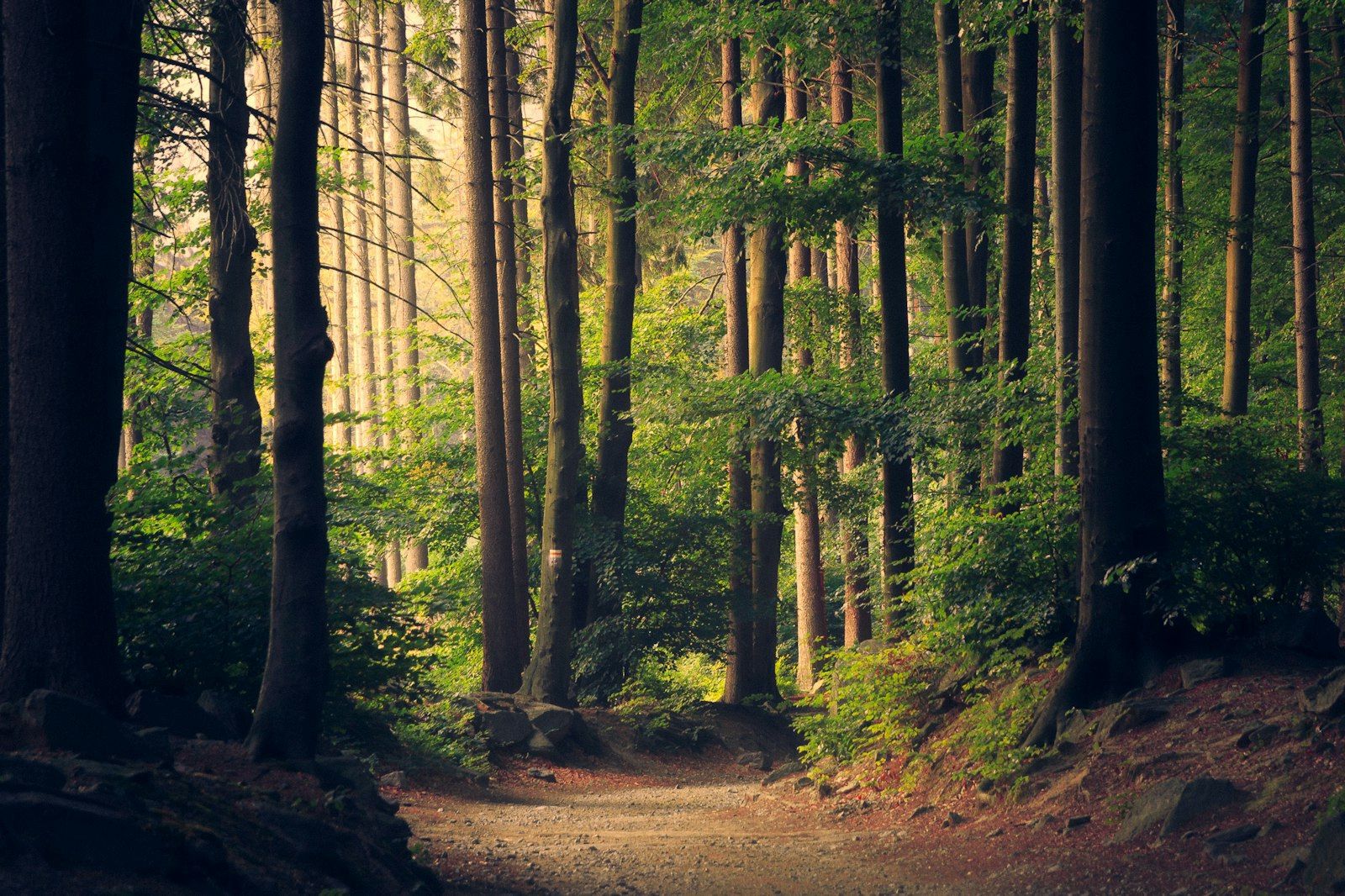 Sunlight through a forest road